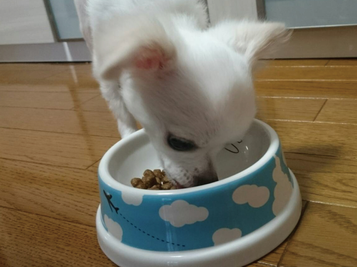 わんコレ もんざえもん 商品ページ