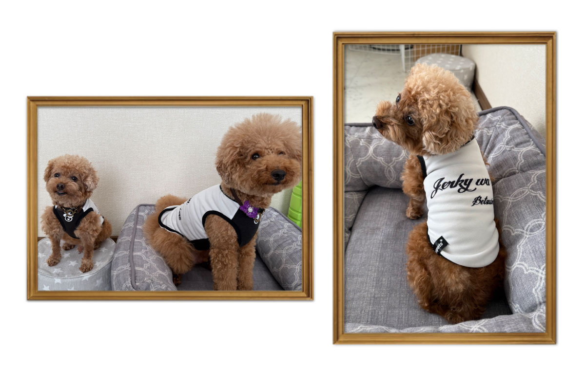 愛犬サンプル写真 愛犬フォト自慢コーナー01 【Zenpets】おしゃれな犬用首輪
