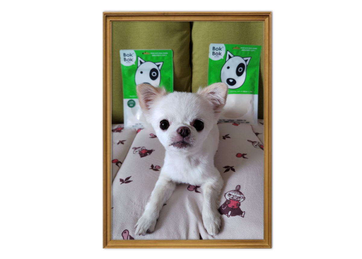 愛犬フォト自慢コーナー01 【Zenpets】おしゃれな犬用首輪