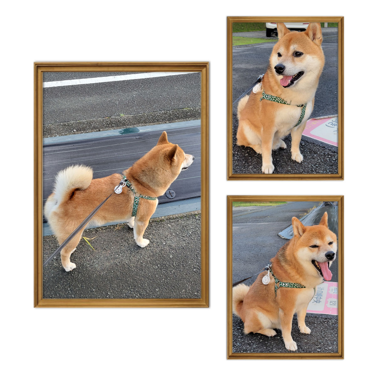 愛犬フォト自慢コーナー01 【Zenpets】おしゃれな犬用首輪